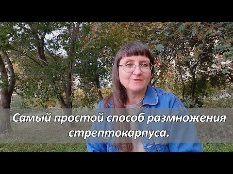 Видео: Мой лайфхак. Деление куста стрептокарпуса.