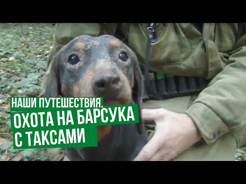 Видео: Охота на барсука с таксами \ Наши путешествия