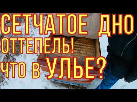 Видео: Зимовка пчёл на сетчатом дне. Что в улье при оттепели.