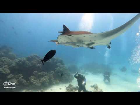 Видео: Мальдивы 2025. Дайвинг тур на остров Расду(Rasdhoo). 3 часть.