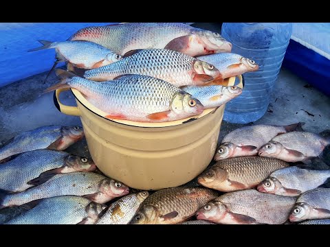 Видео: КАСТРЮЛЯ КАШИ И РЫБА НА КРЮЧКЕ! Глухозимье, рыбка радует размерами. Рыбалка 2023