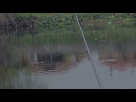 Видео: Есенни каракуди на р.Ботуня 