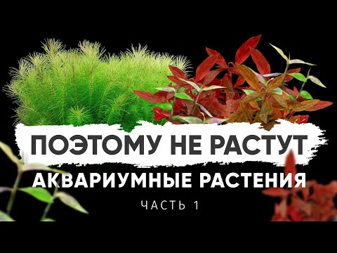 Видео: Почему не растут растения в аквариуме? Часть 1. Параметры воды для аквариумных растений