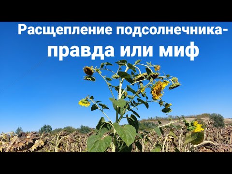 Видео: Расщепление подсолнечника- правда или миф?