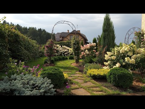 Видео: Метельчатые гортензии, цветение после обрезки. Подмосковье, 2021 год