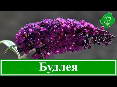 Видео: Цветы будлея – посадка и уход; выращивание будлеи из семян; размножение будлеи Давида