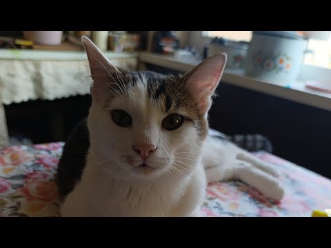 Видео: НЕТ СВЕТА выхожу в эфир🤗