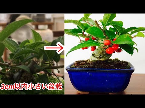 Видео: В пределах 2 см. Сделайте небольшую форму бонсай, похожую на сливу. ・ Yajimaen @ Семена бонсай