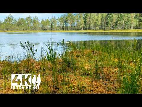 Видео: Прогулка по лесу к красивым лесным озёрам. Лес и пение птиц ранним утром в лесу | 4K