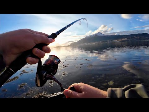 Видео: Про Палтуса и… Рыбалка в Норвегии на Донку с берега