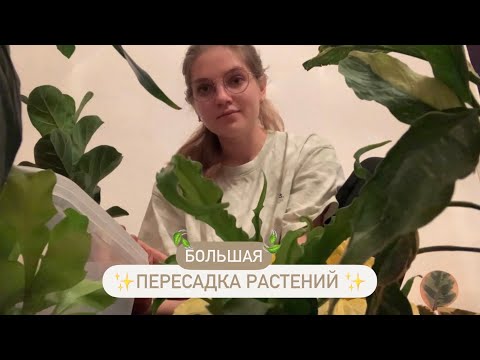 Видео: 🪴 Пересадка КОМНАТНЫХ РАСТЕНИЙ| ОШИБКИ Грунта (+ много грущу из-за Корней 🥺)