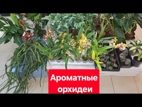 Видео: Обзор поступления комнатных растений от 25.07.2025г. РИПСАЛИС, ФЛЕБОДИУМ, АЛОКАЗИИ и др.