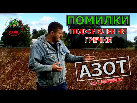 Видео: Підживлення Гречки|Підживлення гречки карбамідом.Що станеться коли забагато АЗОТУ.Вирощування гречки