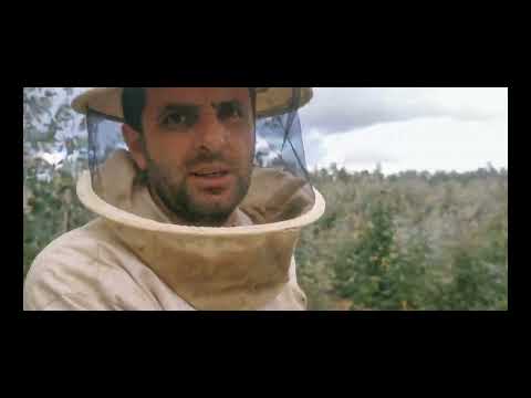 Видео: Пчеловодство Португалии 2. МАРКЕТИНГ 3. März 2022