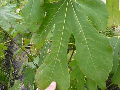 Видео: Инжир в ведрах и яме на улице. Что сделал хорошо и что плохо.