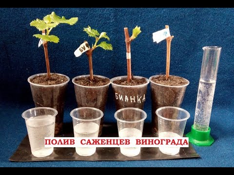 Видео: Полив винограда. Как часто поливать саженцы винограда дома?