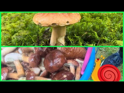 Видео: За грибами, грибной сезон ,неожиданные находки 🍄‍🟫#грибы #урожай #природа #отдых #осень  #грибники