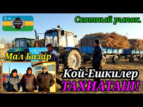 Видео: МАЛ БАЗАР - СКОТНЫЙ РЫНОК #тахиаташ#каракалпакистан#бахалары#цены#кой#кошкар#баран#овец#сено#корм
