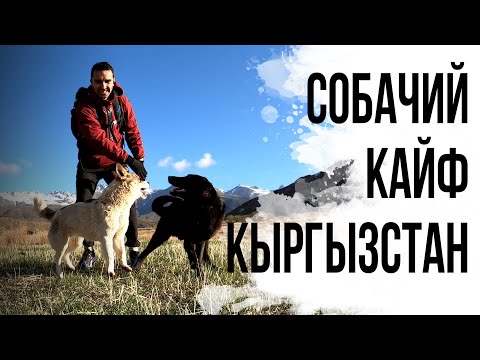 Видео: ИЗ КЕНИИ НА СБОРЫ В КЫРГЫЗСТАН. Бег и тренировки с собаками в горах. Бостери.