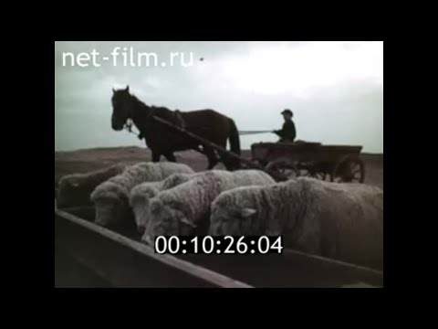 Видео: 1962г. Чёрные земли. чабаны в степи. Ставропольский край. Калмыкия