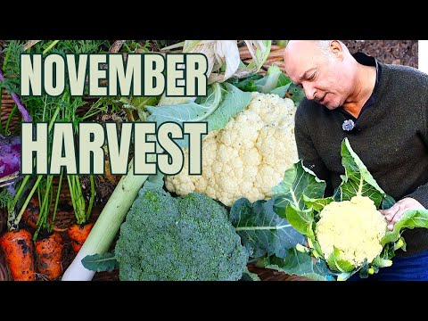 Видео: Невероятный урожай ноября с нашего сада без перекопки