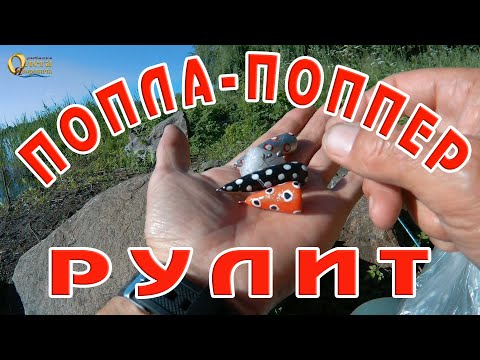 Видео: Ловля красноперки на ПОПЛА – ПОППЕР.