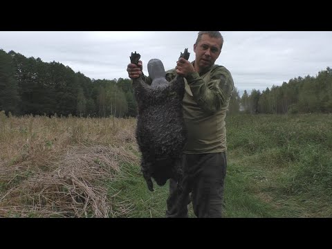 Видео: ОХОТА НА БОБРА И УТКУ ОСЕНЬЮ!!!ПЕРВЫЙ ТРОФЕЙ МАКСИМА!!!БИТОЧКИ НА МАНГАЛЕ!!!