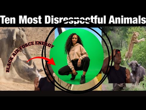 Видео: 10 животных с энергетикой чёрных ВВС | BRITTREACTS
