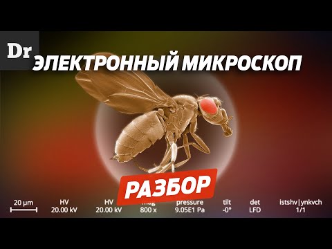 Видео: КАК РАБОТАЕТ ЭЛЕКТРОННЫЙ МИКРОСКОП? | РАЗБОР