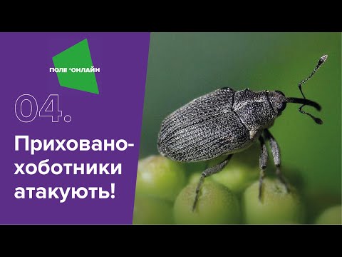 Видео: Прихованохоботники на ріпаку: вчасне виявлення та ефективний захист