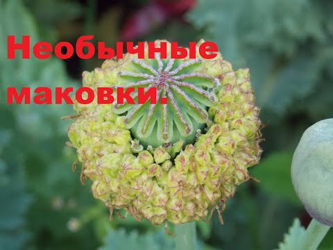 Видео: Такой желанный у флористов цветок. Мак Квочка.