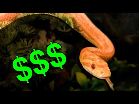 Видео: Цена кукурузного полоза