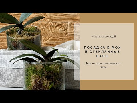 Видео: Быстрая пересадка. Начинается роспуск цветов🌸