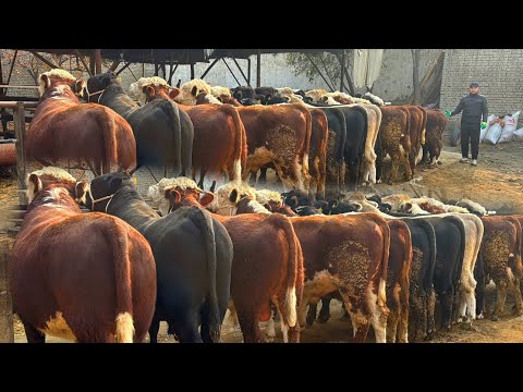 Видео: ARZONCHI SHUKURULLODAN MEGA BONUSLAR✅✅✅10 ноября 2025 г.