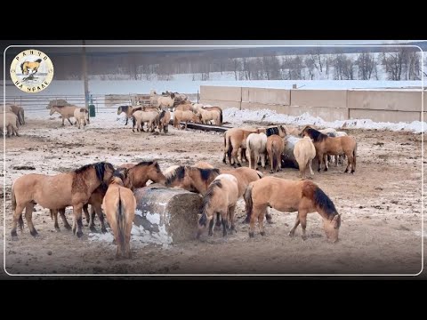 Видео: НАША РАЙСКАЯ ЖИЗНЬ НА РАНЧО | КАК ЖИВУТ ЗИМОЙ В ДЕРЕВНЕ | ДЕРЕВЕНСКИЕ БУДНИ