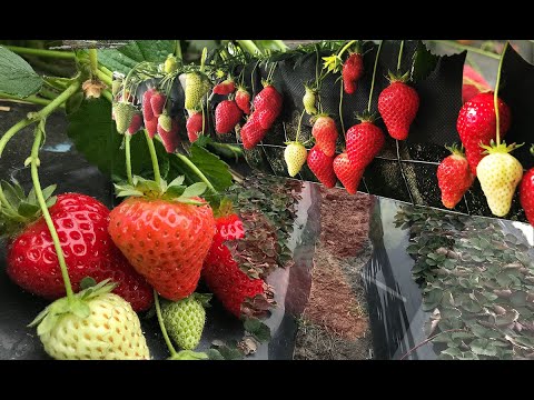 Видео: 21/21Почему избавляются от малообьемки и переходят на бугры?