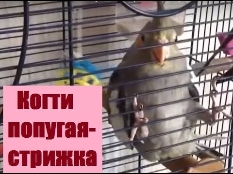 Видео: Как и чем подстричь когти попугаю. Кореллы. Стрижем двум птенцам. Разные щипцы.