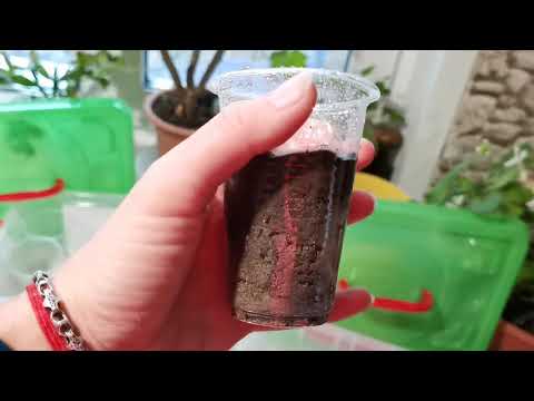 Видео: ЧЕРЕНКОВАНИЕ РОЗ 🌱🌹100%РЕЗУЛЬТАТ Укоренения ROSE CUTTINGS 100% ROOTING RESULT