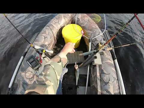 Видео: Рыбалка на реке Даугава