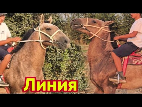 Видео: Снайпер Сур Коён Линия Саматта✊️