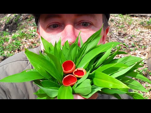 Видео: Черемша и Саркосцифа - ДОЛОЙ АВИТАМИНОЗ! Весенний салат.