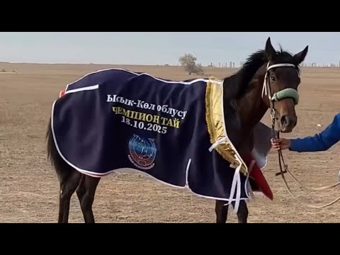 Видео: Аксынын күлүгү Көлдөгү автоунааны илип кетти...