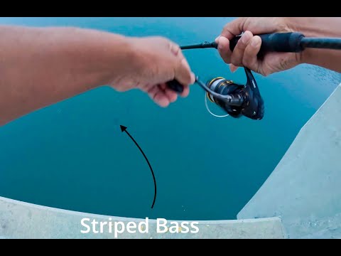 Видео: Охота на полосатого окуня и бонито в Лонг-Бич