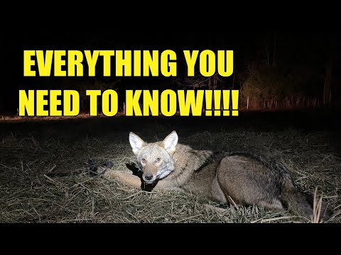 Видео: МОИ ЛЮБИМЫЕ НАБОРЫ ДЛЯ ОТЛОВА КОЙОТОВ!!!!