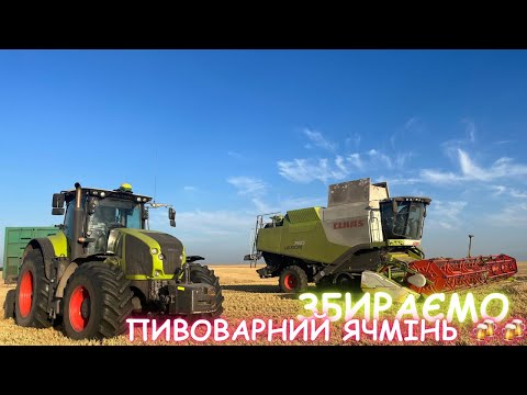 Видео: Збираємо ячмінь‼️Ох і не легка то справа 😰😰