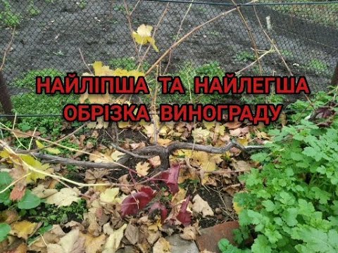 Видео: ЯК ЛЕГКО ОБРІЗАТИ ВИНОГРАД ВОСЕНИ ДЛЯ ВЕЛИЧЕЗНОГО ВРОЖАЮ НА СЛІДУЮЧИЙ РІК!14 ЛИСТОПАДА 2025 !!?