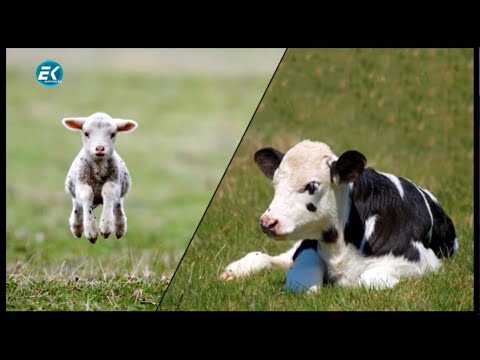 Видео: БЪЛГАРИЯ, КОЯТО СЪГРАДИХМЕ 1989 -- 9-ти ЕП. (СЕЛСКО СТОПАНСТВО)