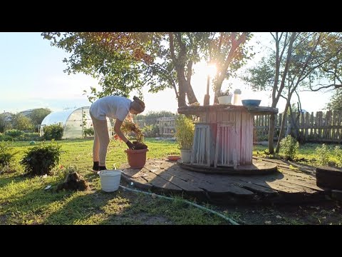 Видео: ДЕРЕВЕНСКИЕ ЗАБОТЫ И ПЕРВАЯ ШКОЛЬНАЯ ЛИНЕЙКА