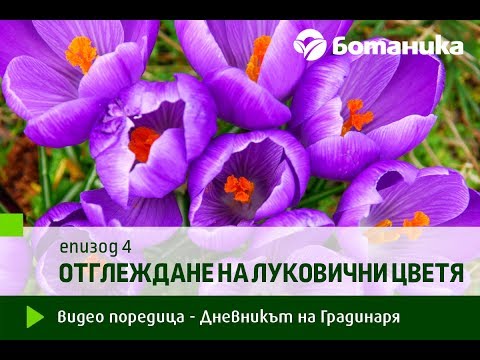 Видео: епизод 4 - Отглеждане на луковични цветя