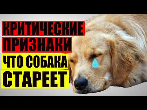 Видео: КАК ПОНЯТЬ, что ВАША СОБАКА СТАРЕЕТ - НЕ ИГНОРИРУЙ ЭТИ ПРИЗНАКИ! и что с этим делать